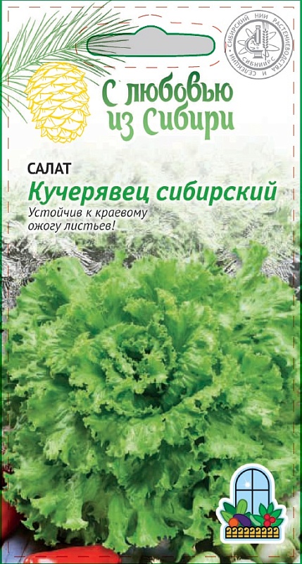 Салат Кучерявец сибирский 1 гр цв.п (Сибирская серия)